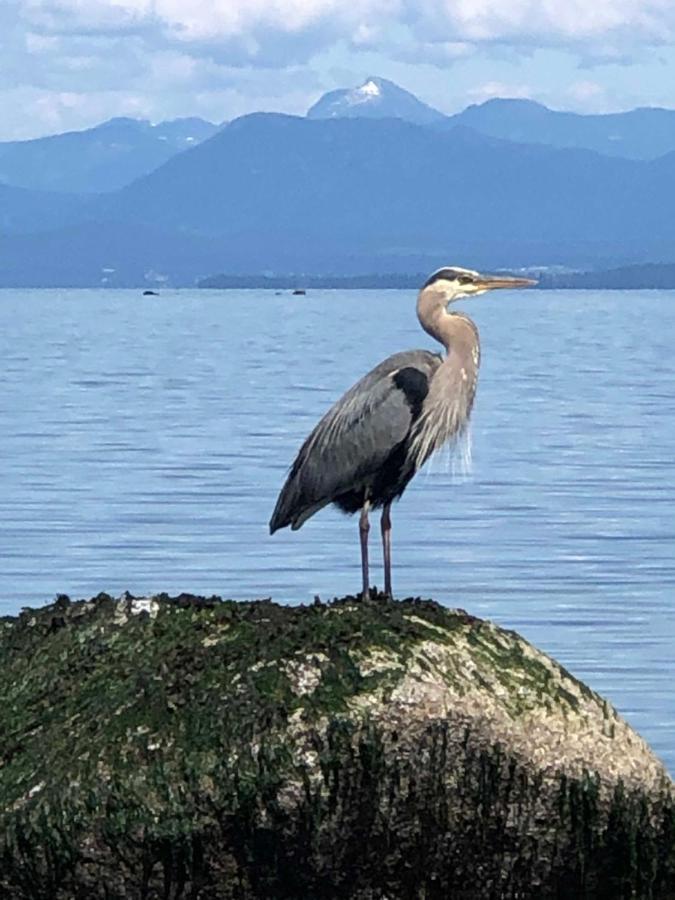 Kye Bay Bnb - A Place To Breathe Comox Exterior foto